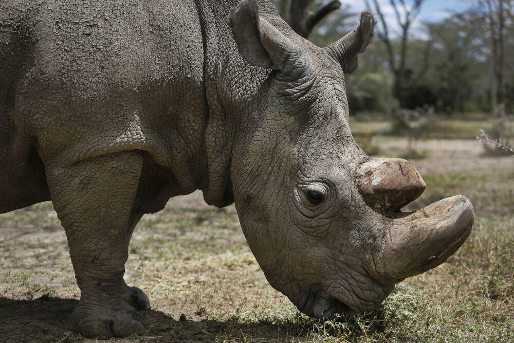 Sudan, el último rinoceronte blanco del norte macho del planeta