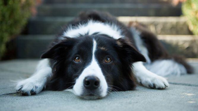 Estudio demuestra que perros sufren demencia senil igual que humanos