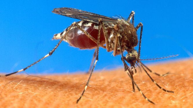 Detectan tres casos del virus zika en Panamá