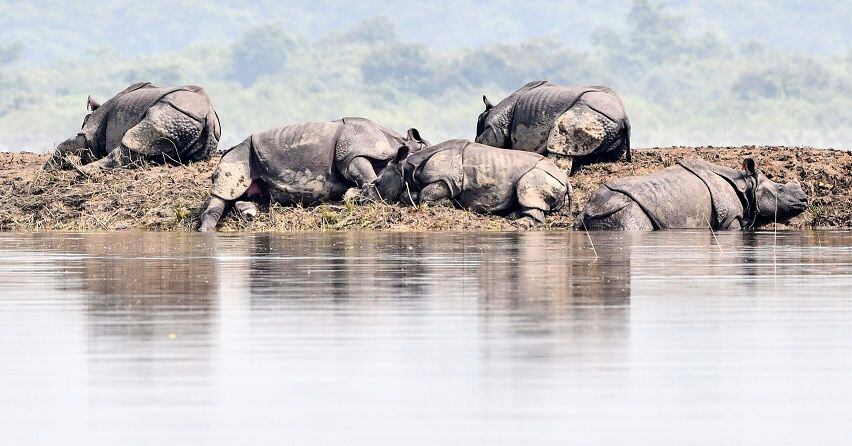 Animales salvajes tratan de ponerse a salvo de las lluvias monzónicas en India