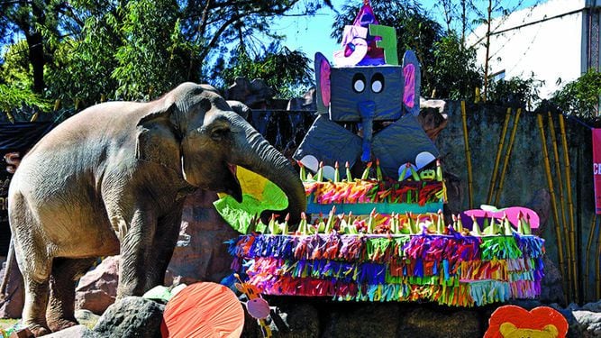 Elefanta Trompita celebra 57 años con pastel