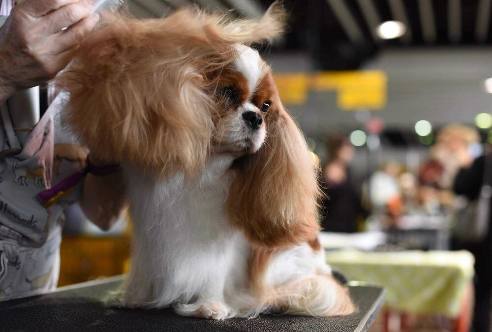 El certamen canino de Nueva York, un asunto de profesionales