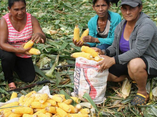 Dos nuevas variedades de maíz en Azuero