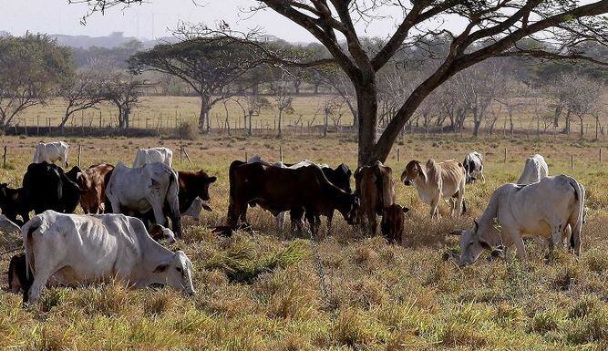 Encuesta pecuaria: disminuyen cabezas de ganado vacuno en el país