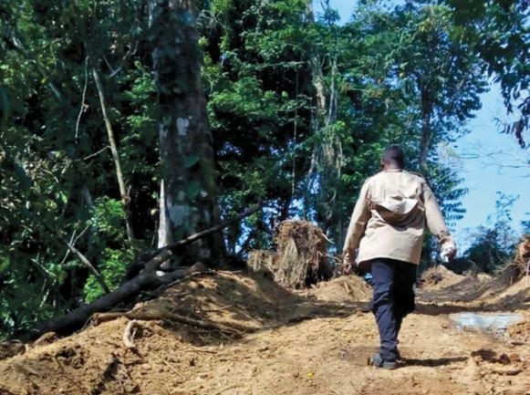 Indígenas denuncian tala ilegal en reserva de Darién