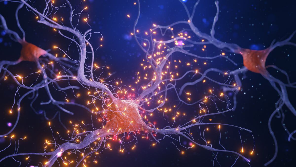 Células danzantes muestran cómo el cerebro se despierta de la anestesia