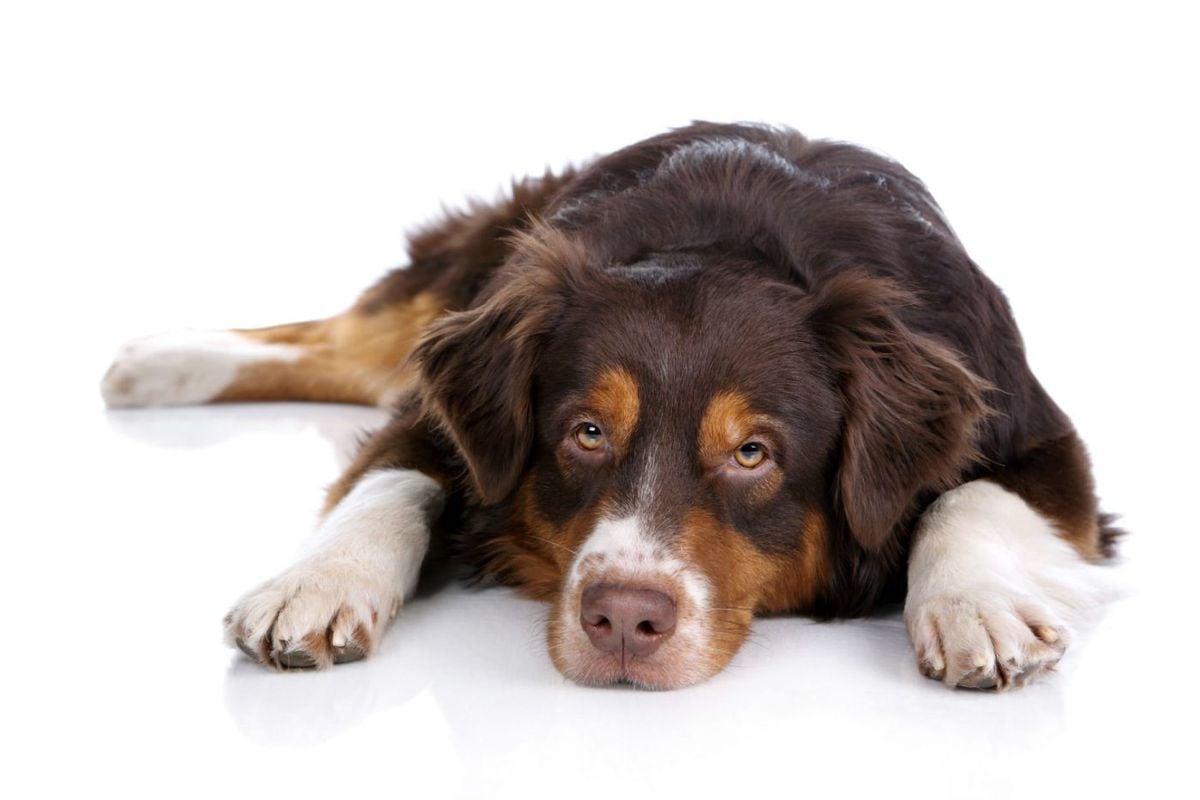 Síntomas y señales de la depresión canina