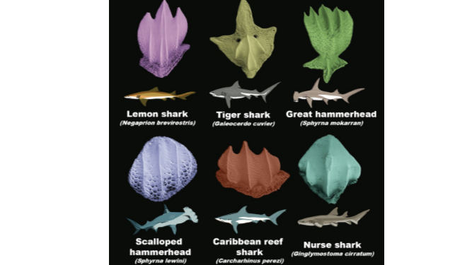 ¿Cómo puede contribuir la ‘caspa de tiburón’ a la conservación de los arrecifes de coral?