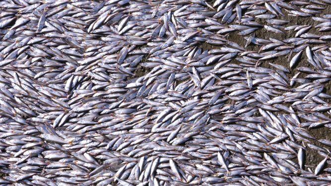 Miambiente: muerte de peces en Amador es por la 'marea roja'