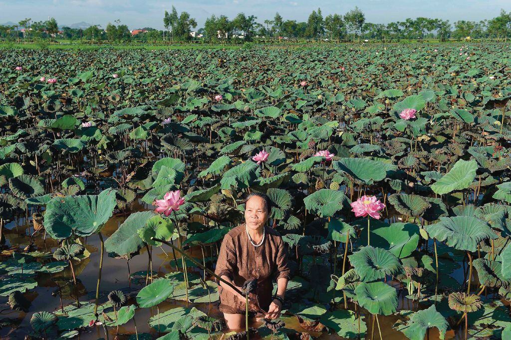 La seda de loto: Un tejido ecológico raro y codiciado | La Prensa Panamá