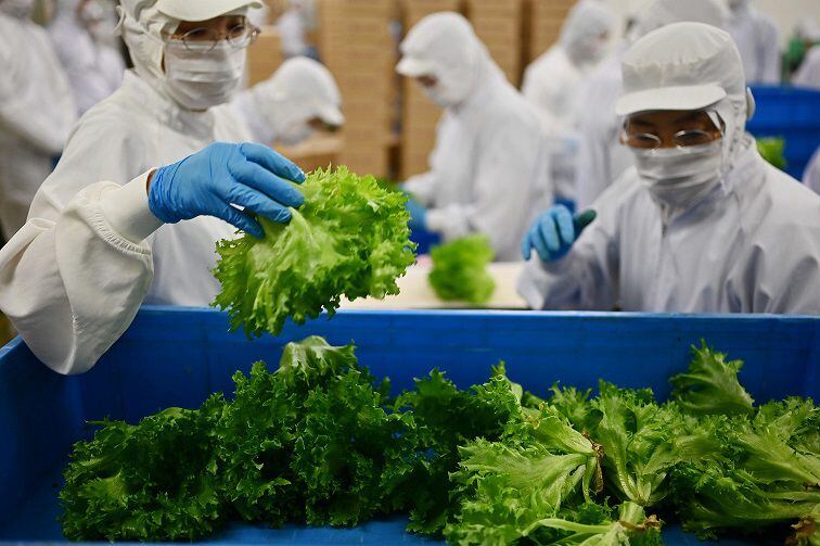 ‘Fábricas de verduras’ en las ciudades de Japón para reemplazar al campo