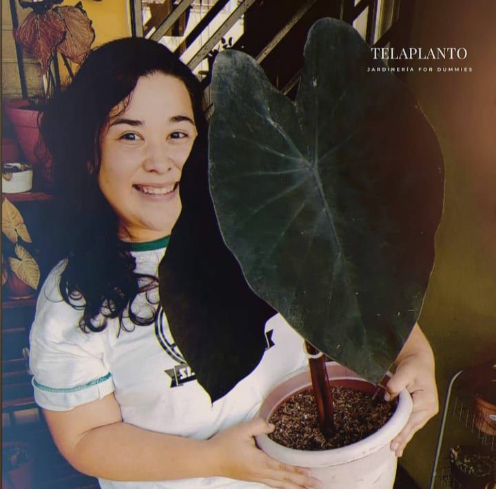 11 cuentas de Instagram en Panamá para ‘plant lovers’