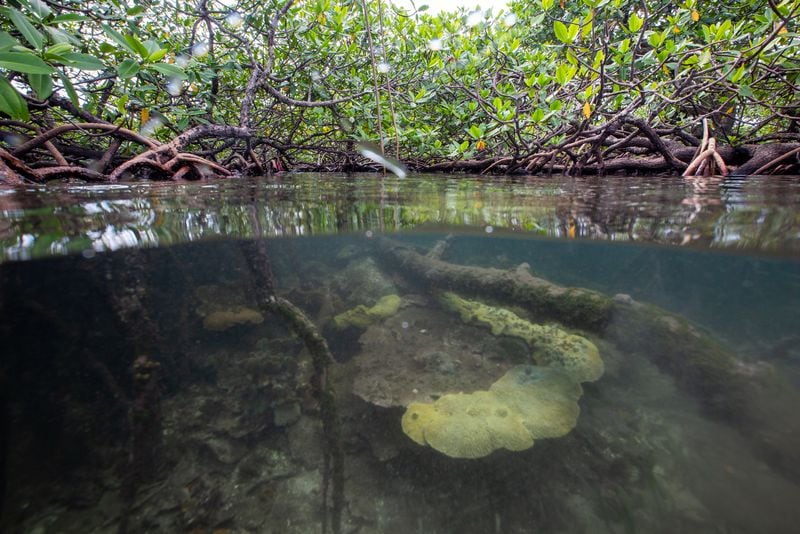 Panamá da pasos para medir el carbono azul de sus manglares, clave contra crisis climática