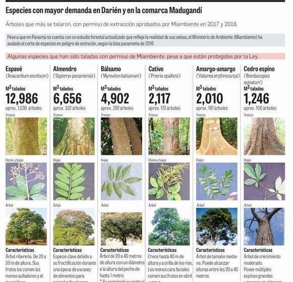 Pese a críticas, Emilio Sempris no prevé cambios en la política forestal