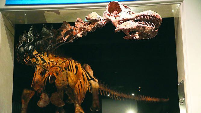 Titanosaurio patagónico