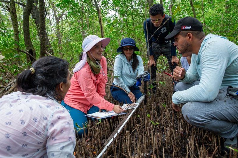 Medición de manglares: conociendo las reservas de carbono azul de Panamá
