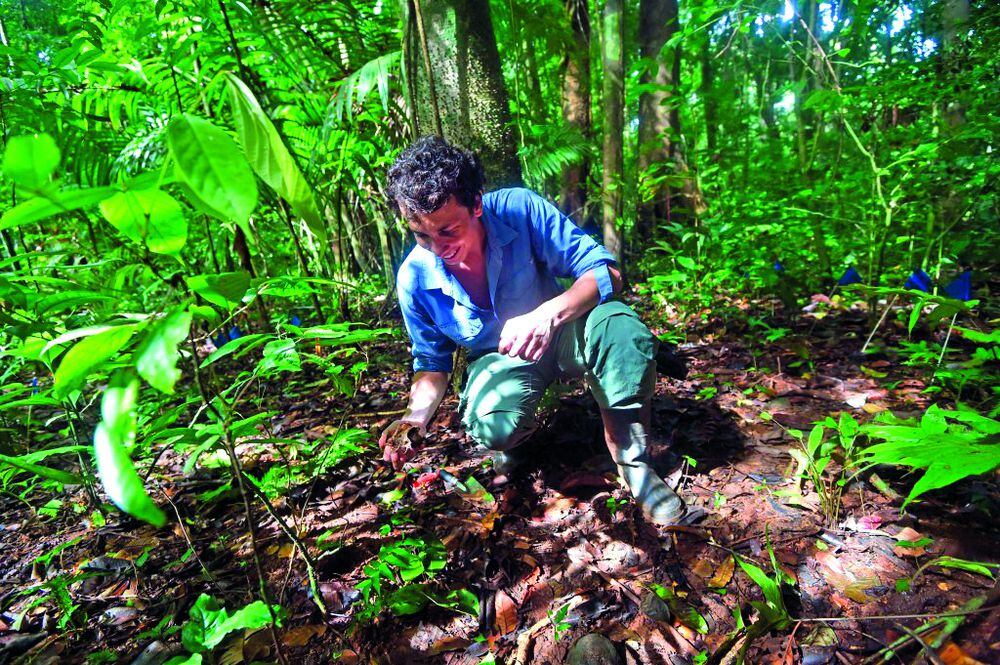Bosques tropicales y hongos