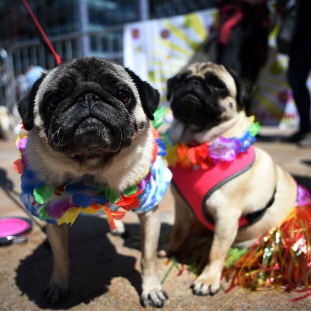 PugFest, la fiesta de los perros pugs en Inglaterra