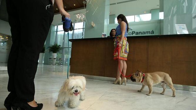Empresas 'pet friendly' en Panamá reciben a 'clientes' perrunos
