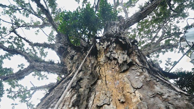 ¿Qué hago con el árbol de mi patio? | La Prensa Panamá