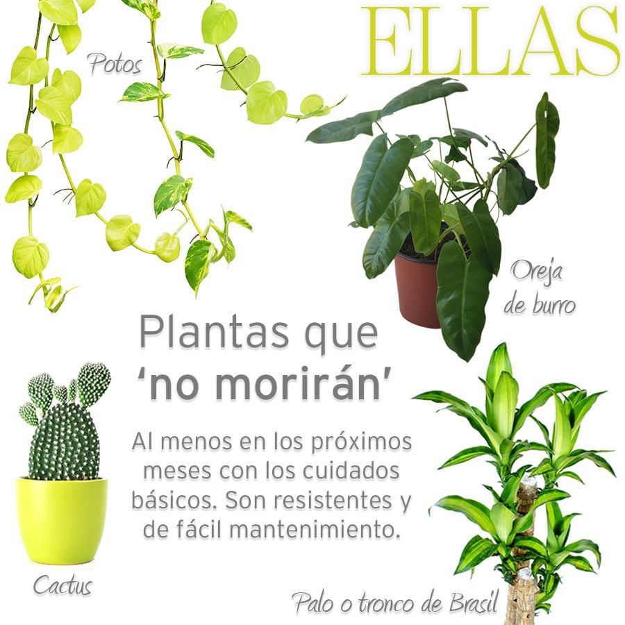 Plantas que ‘no morirán’ (al menos en los próximos meses)