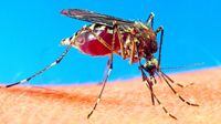 Mosquitos y la migración asistida por humanos