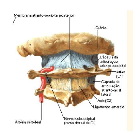 Mordida disfuncional: causa de algunas enfermedades de origen desconocido, donde aplica