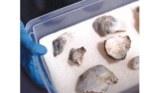 Recuperan cráneo de Luzia en museo | La Prensa Panamá