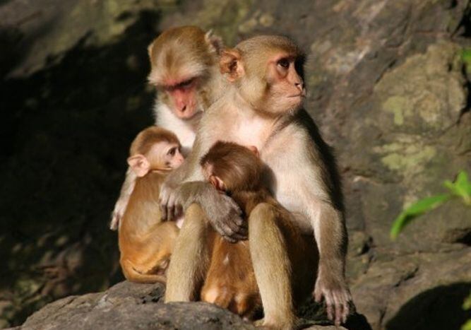 Escapan 30 monos infectados con virus para investigaciones en Puerto ...