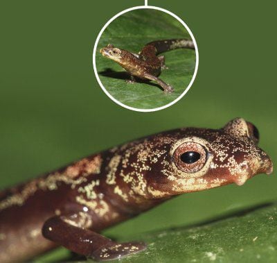 Hallan nueva especie de salamandra en Darién