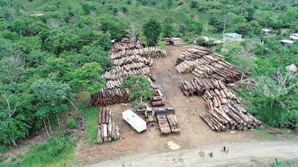 Miambiente aprueba talar árboles en vías de extinción