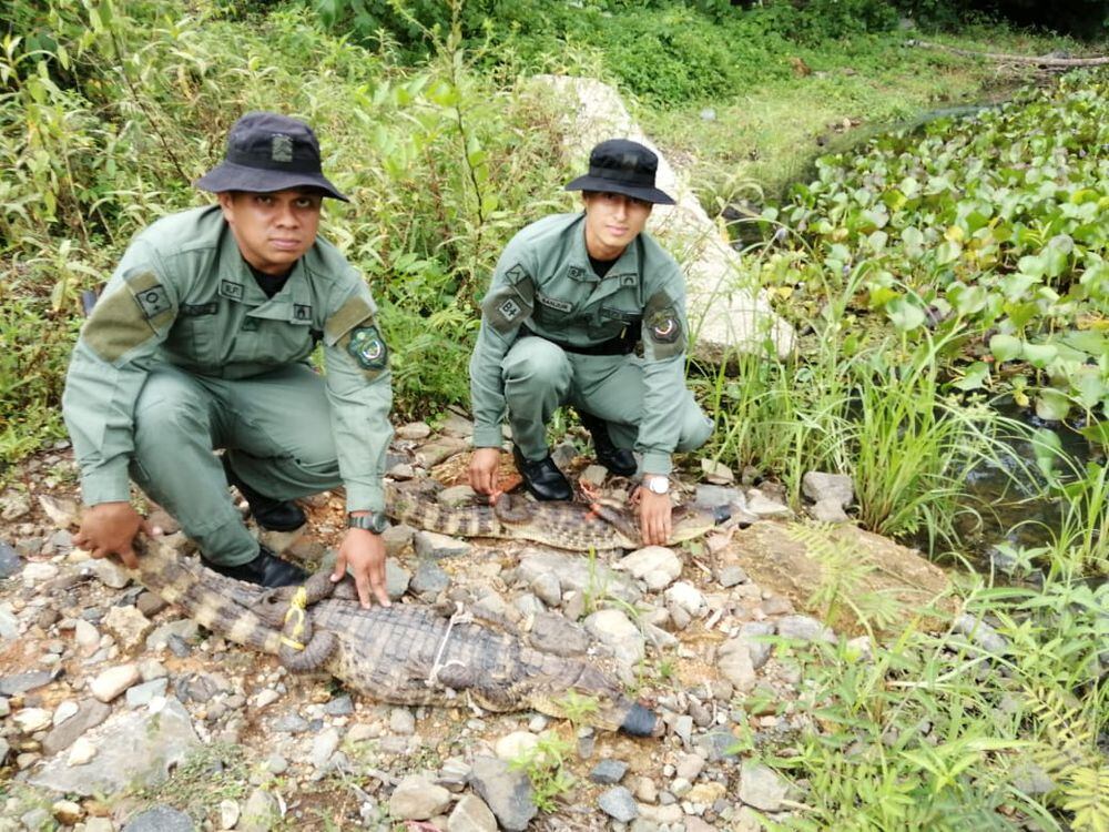 Policía ambiental ha rescatado cerca de 500 animales silvestres