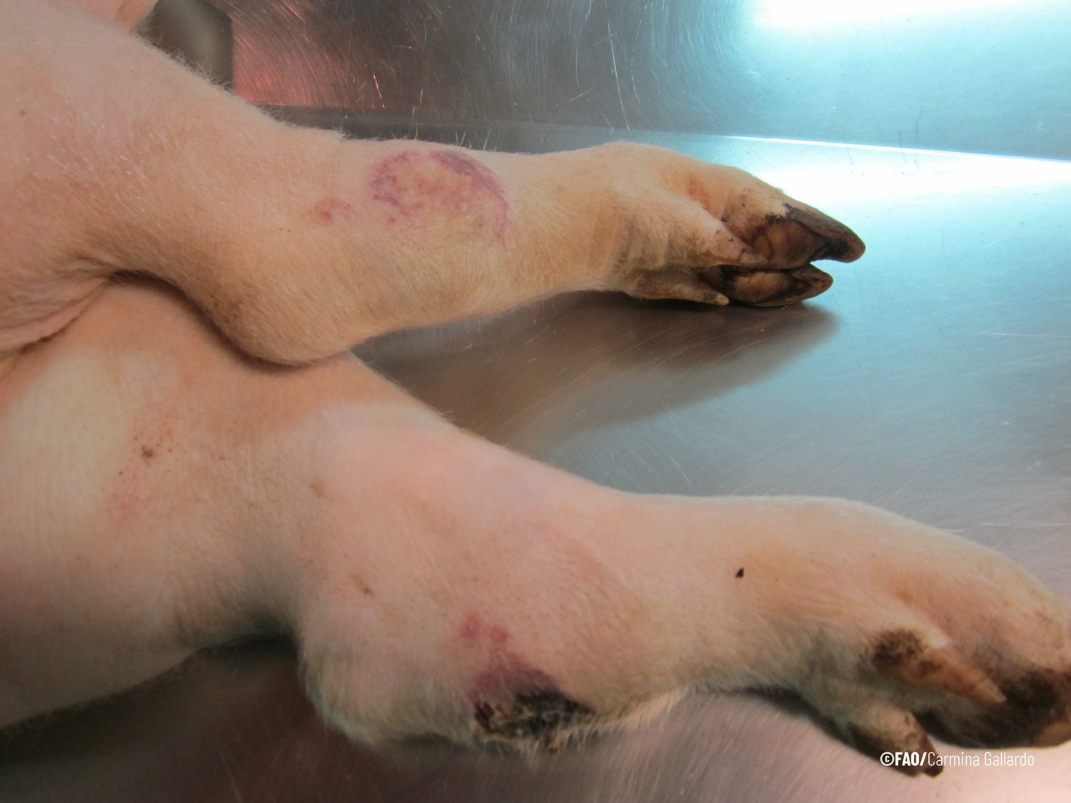 FAO advierte de la grave amenaza que representa la peste porcina africana en la región