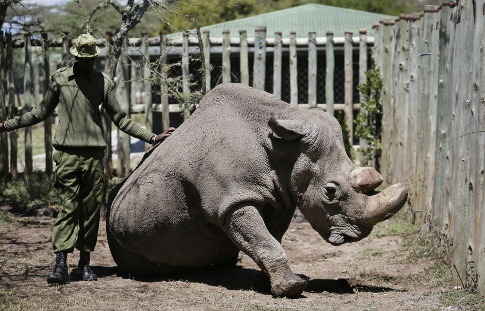 Sudan, el último rinoceronte blanco del norte macho del planeta