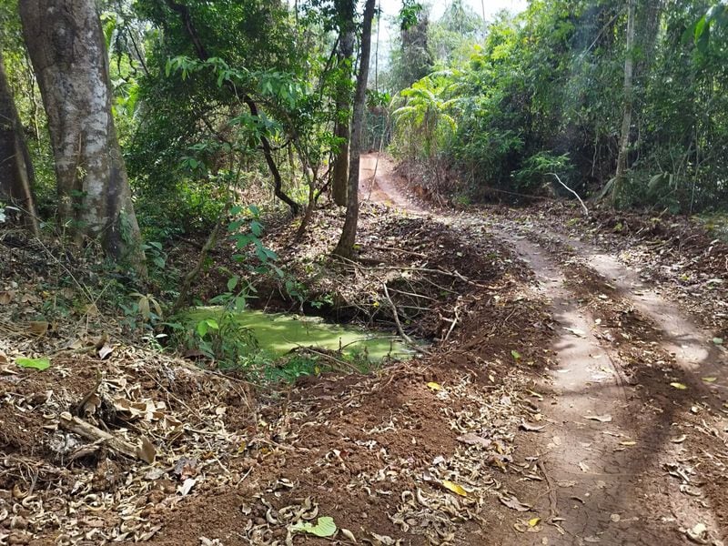 Carreteras ilegales y devastación de humedales afectan 48.9 hectáreas en Punta Patiño  