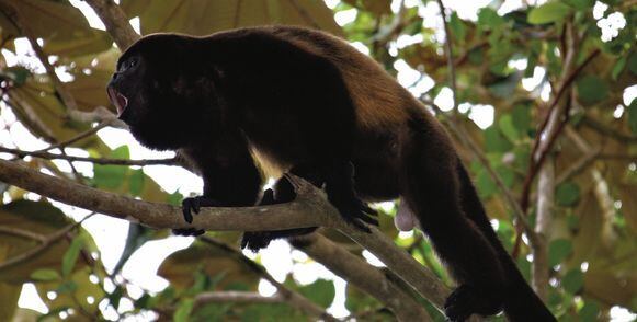 Parque Nacional Coiba: ¿una joya ecológica en peligro?