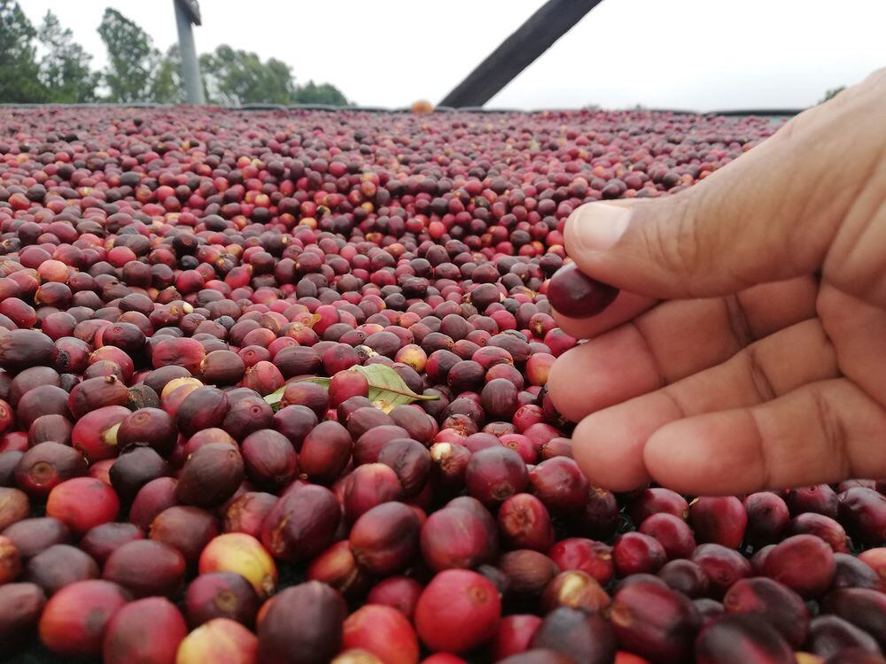Por primera vez Panamá hará la cata de café especial de