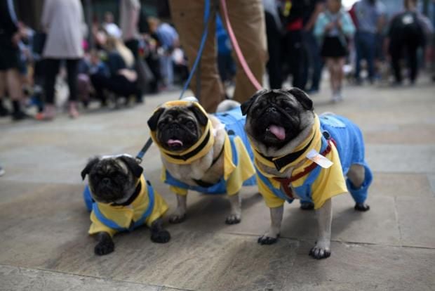 PugFest, la fiesta de los perros pugs en Inglaterra