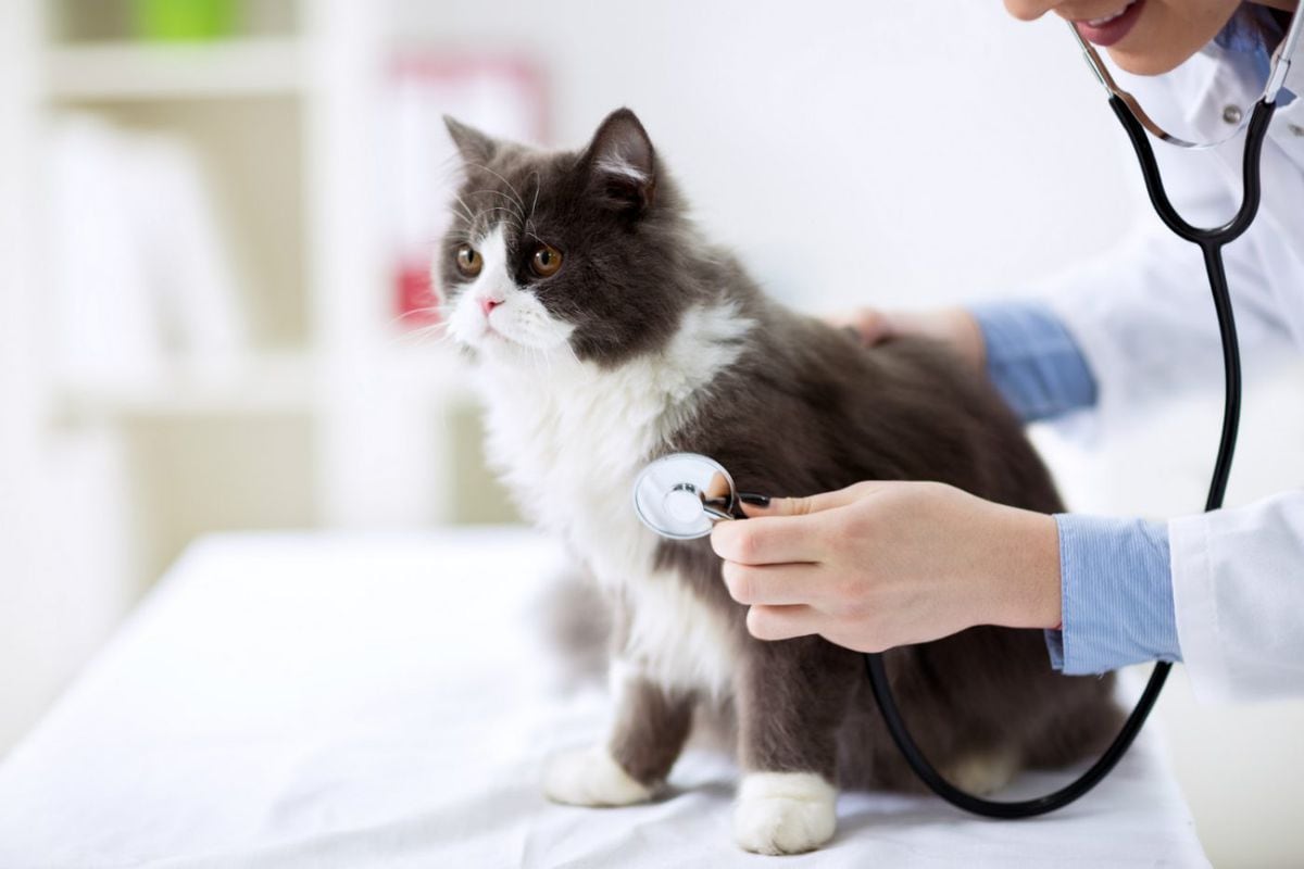 La importancia de acudir a la consulta veterinaria