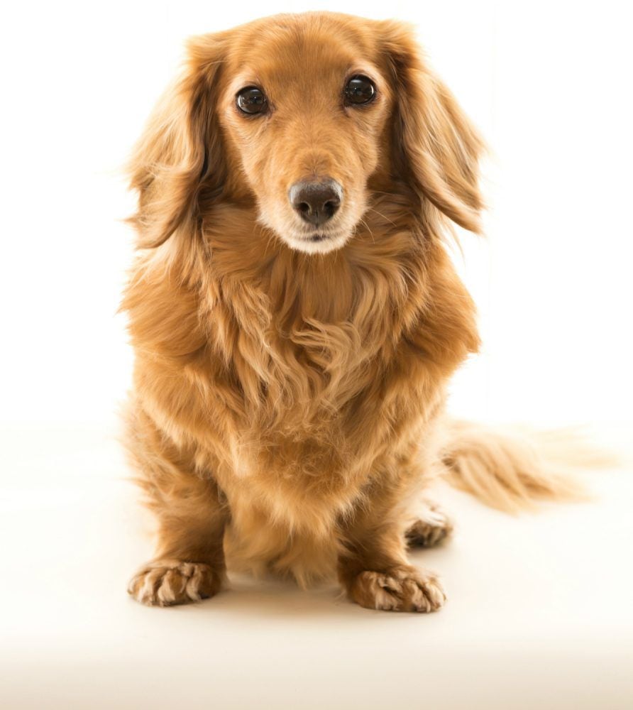 El dachshund, un paticorto de gran altura
