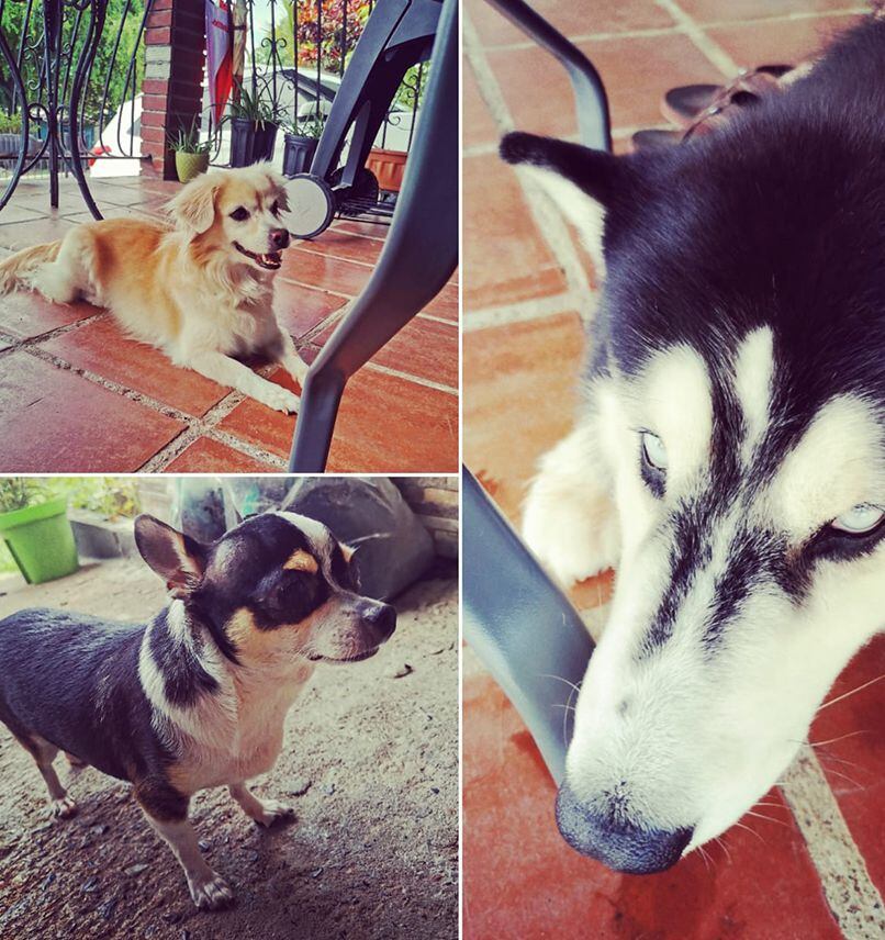‘Mis hijos perrunos’, ‘Mis niñas’, ‘Mi perrihija’, el Día Mundial del Perro en Panamá