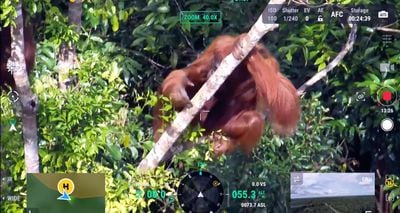 Cómo las cámaras térmicas y la IA de los drones ayudan a actualizar el censo de orangutanes
