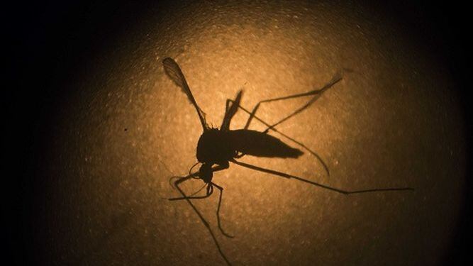 15 nuevos casos de zika; la cifra de afectados se eleva a 149