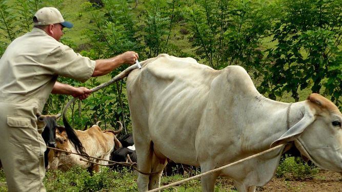 Recomiendan vacunar a ganado tras el reporte de caso de rabia bovina