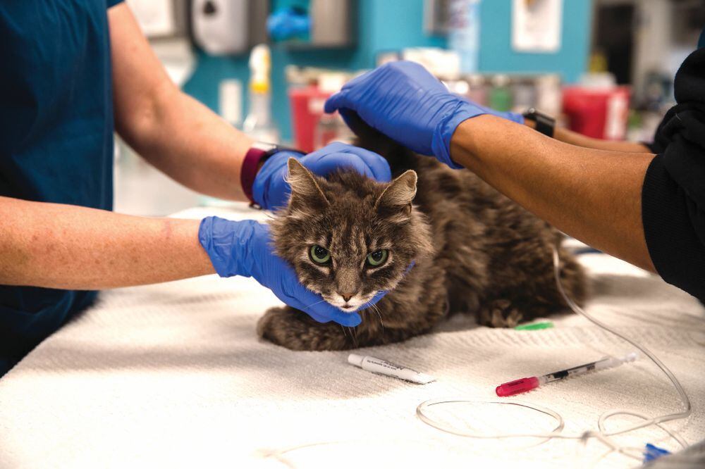 Primer caso de coronavirus en un gato Reino Unido