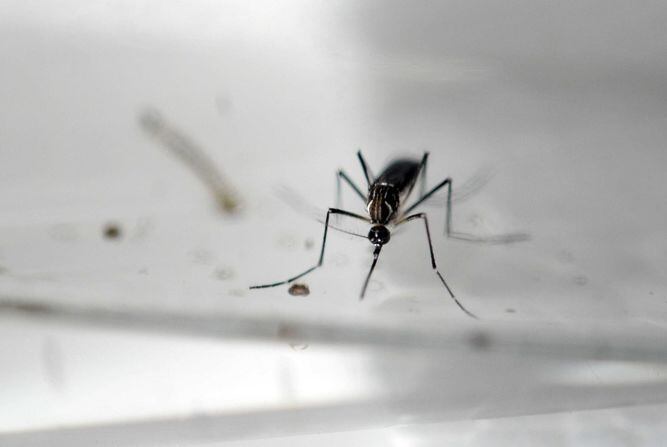 Temperaturas récord, vinculadas con aumento en virus Zika