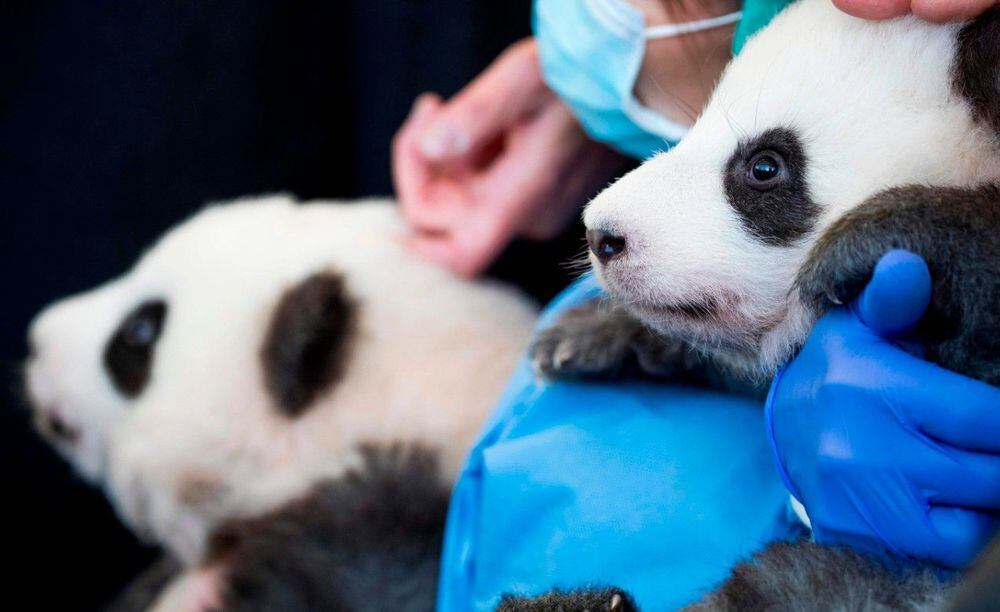 Berlin Zoo presents two twin panda babies