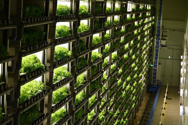 ‘Fábricas de verduras’ en las ciudades de Japón para reemplazar al campo