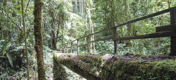 ‘Las tierras que están dentro del PILA nos pertenecen’: rey naso