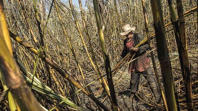 Brasil aprueba uso comercial de caña modificada